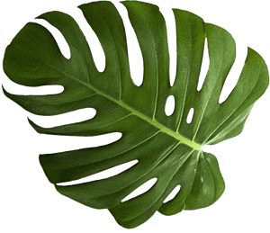 Monstera Deliciosa Leaf Isolated PNG image with transparent background