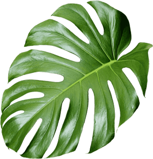 Monstera Deliciosa Leaf Isolated PNG image with transparent background