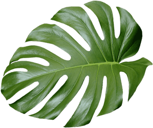 Monstera Deliciosa Leaf Isolated PNG image with transparent background
