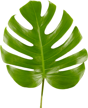 Monstera Deliciosa Leaf PNG image with transparent background