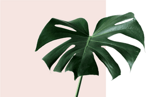 Monstera Deliciosa Leaf PNG image with transparent background