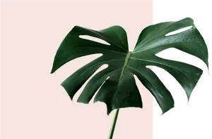 Monstera Deliciosa Leaf PNG Image