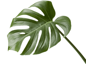 Monstera Deliciosa Leaf PNG image with transparent background