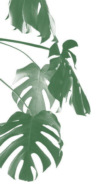 Monstera Deliciosa Leaves Transparent Background PNG image with transparent background