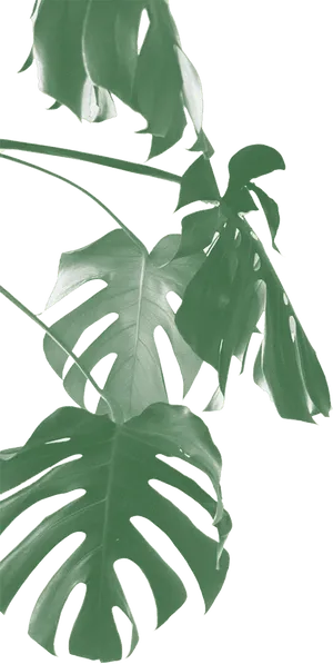 Monstera Deliciosa Leaves Transparent Background PNG Image