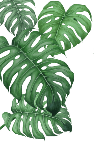 Monstera Deliciosa Leaves Transparent Background PNG image with transparent background