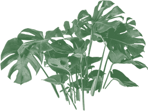 Monstera Deliciosa Leaves Transparent Background PNG image with transparent background