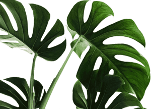 Monstera Deliciosa Leaves Transparent Background PNG image with transparent background