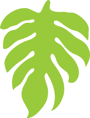Monstera Leaf Vector Illustration PNG image with transparent background