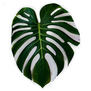 Monstera Plant Leaf Png Thk PNG Image