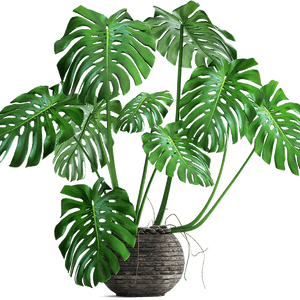 Monstera Plantin Woven Pot PNG image with transparent background