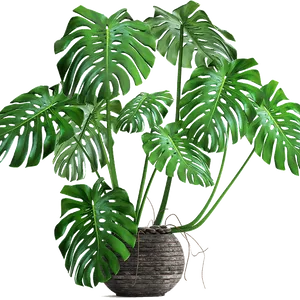 Monstera Plantin Woven Pot PNG Image