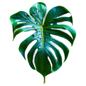 Monstera Tropical Leaf Png 06122024 PNG Image