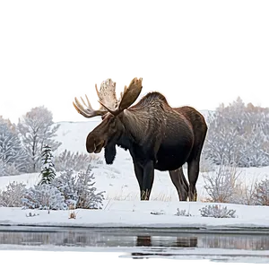 Moose In Snowy Habitat Png Dxo84 PNG Image