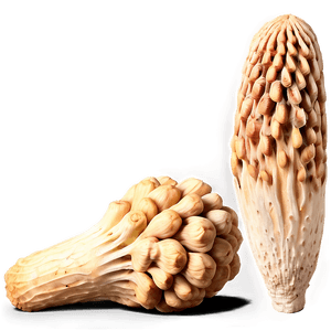 Morel Mushroom PNG 06242024 PNG