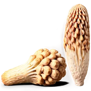 Morel Mushroom Png 06242024 PNG Image