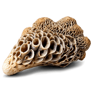 Morel Mushroom PNG gdu PNG