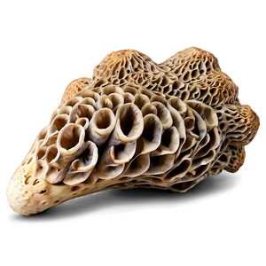 Morel Mushroom Png Gdu PNG Image