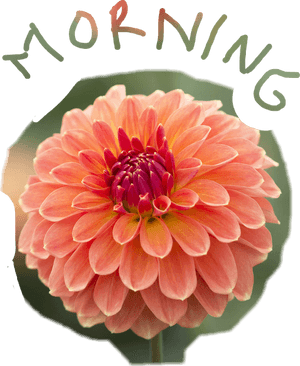 #morning #good Morning #dahlia #flower #flowerphotography, HD Png Download PNG image with transparent background