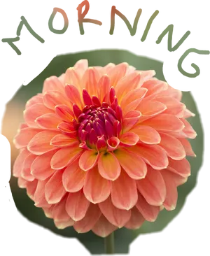 Morning Dahlia Flower PNG Image