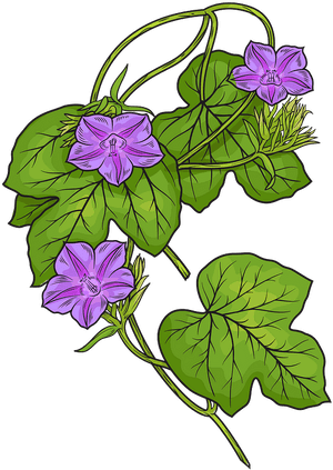 Fig Leaved Morning Glory Clipart - Morning Glory Plant Clipart, HD Png Download PNG image with transparent background