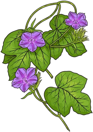 Morning Glory Flowers Illustration PNG Image