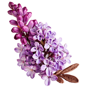Morning Lilac PNG qdq93 PNG with transparent background