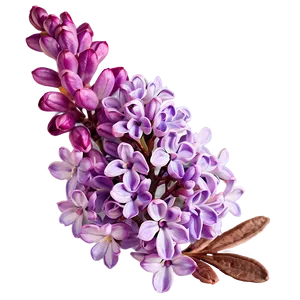 Morning Lilac Png Qdq93 PNG Image