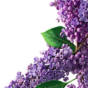 Morning Lilac Png Xkf PNG Image