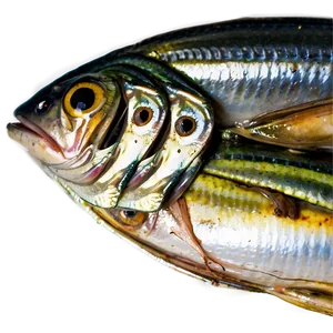 Moroccan Sardines Png 06252024 PNG Image