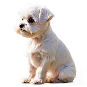 Morose Maltese Png 06292024 PNG Image