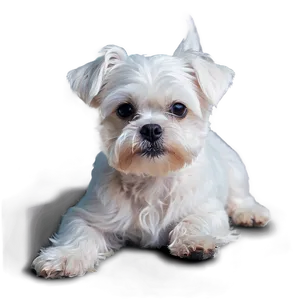 Morose Maltese Png Mmg39 PNG Image