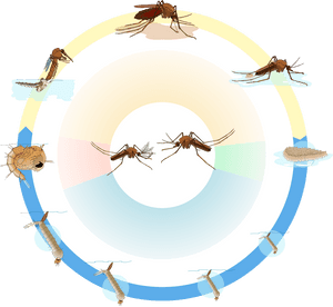 Long Does A Mosquito Live, HD Png Download PNG image with transparent background