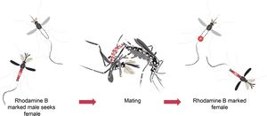 Mosquito Mating, HD Png Download PNG image with transparent background