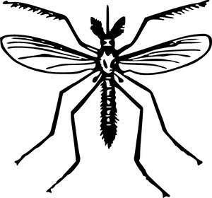 Clip Art Of Mosquito, HD Png Download PNG image with transparent background