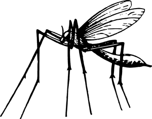 Mosquito - Mosquito En Blanco Y Negro, HD Png Download PNG image with transparent background