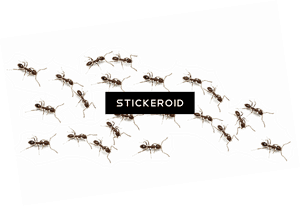 Ant Ants Insects - Mosquito, HD Png Download PNG image with transparent background