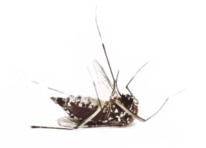 Dengue Mosquito Pics Without Back Ground, HD Png Download PNG image with transparent background