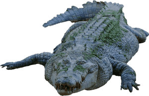 Crocodile Png Image - Transparent Crocodile, Png Download PNG image with transparent background
