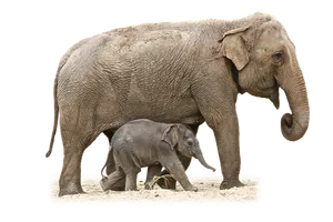 Mother_and_ Baby_ Elephant_ Walking PNG Image