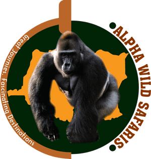 Mountain Gorilla, HD Png Download PNG image with transparent background