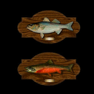 Mounted Fish Trophies PNG image with transparent background