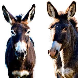 Mule And Donkey Comparison Png 38 PNG Image