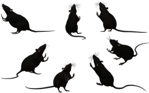 Multiple Ratsin Darkness PNG Image