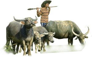 Murrah Buffalo In Png, Transparent Png PNG image with transparent background