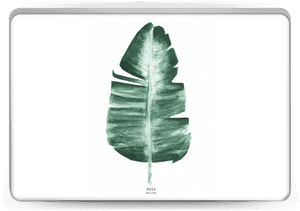 Musa Basjoo Skin Laptop - Leaf, HD Png Download PNG image with transparent background
