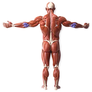 Muscular System Health Tips Png Ntm95 PNG Image