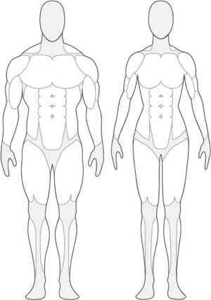 Muscular System Outline Frontand Back View PNG Image