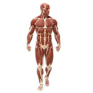 Muscular System Quick Reference Png 54 PNG Image