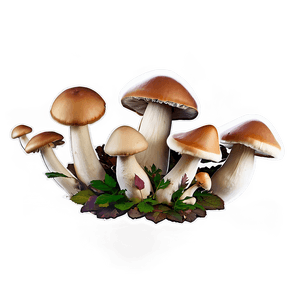 Mushroom Cluster PNG 06242024 PNG